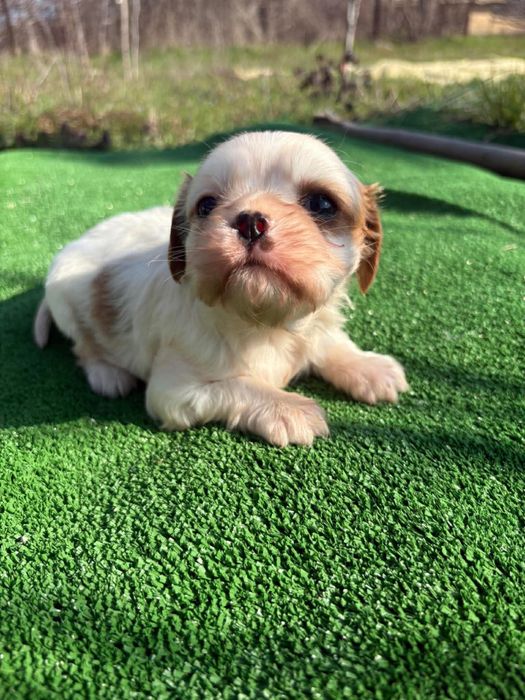 Продавам Кавалер Кинг Чарлз Шпаньол