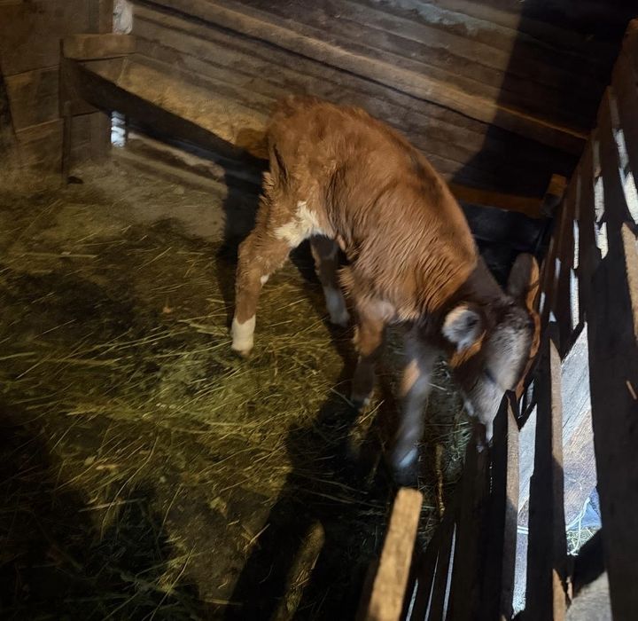 Продается теленок