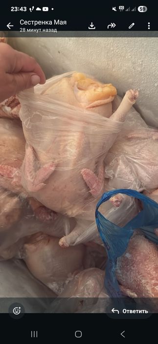 Куры домашние оптом и в розницу