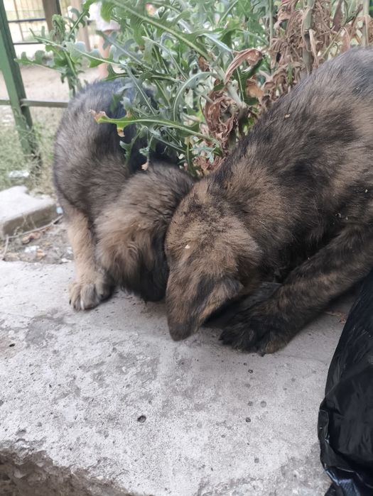 Возьмите щенка в добрые руки