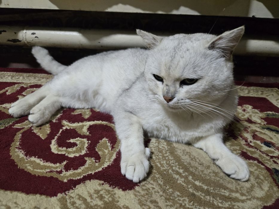 Серебристая британская шиншилла