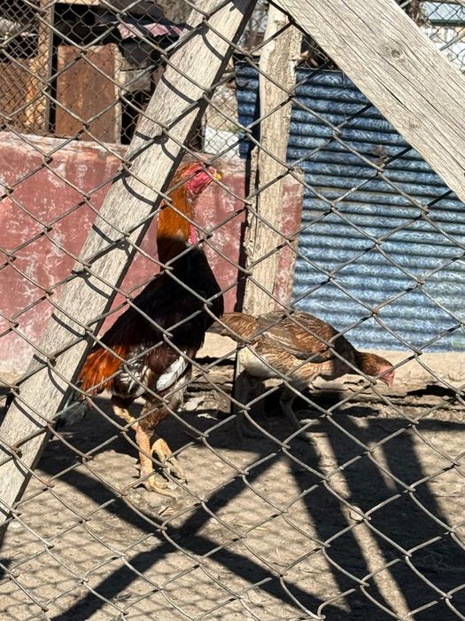 Продам дакан  находится в Алматинский область