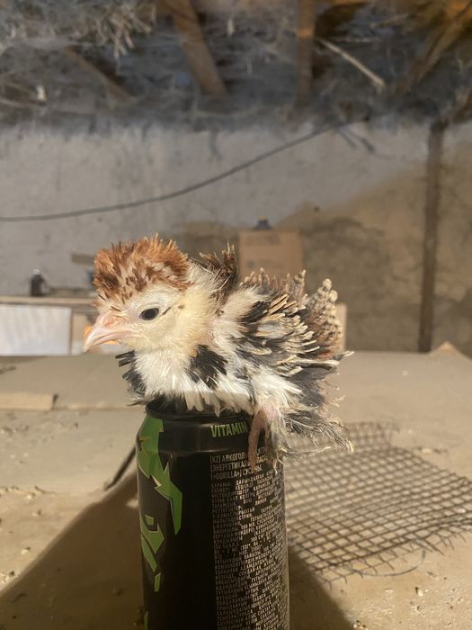 Кудряшка карлик 8 штук