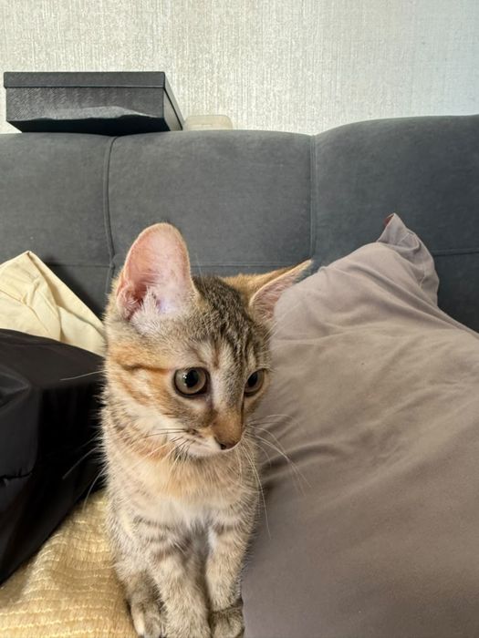 Котенок бесплатно