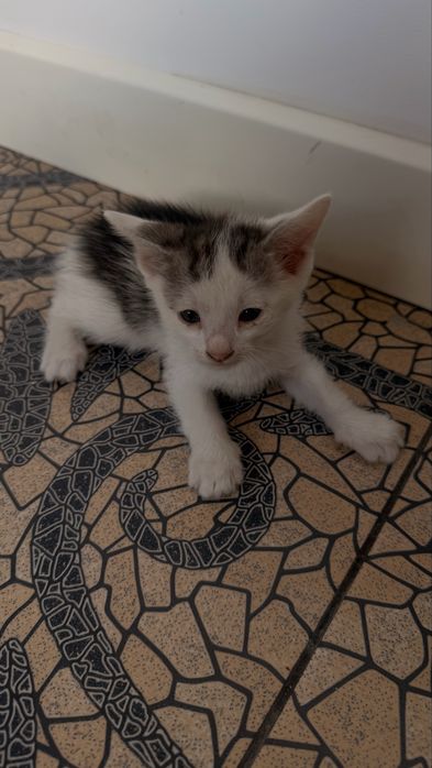 Котята отдам в хорошые руки.