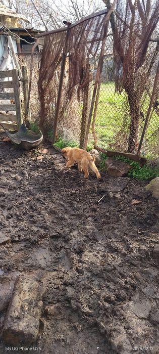 Подарявам кучета