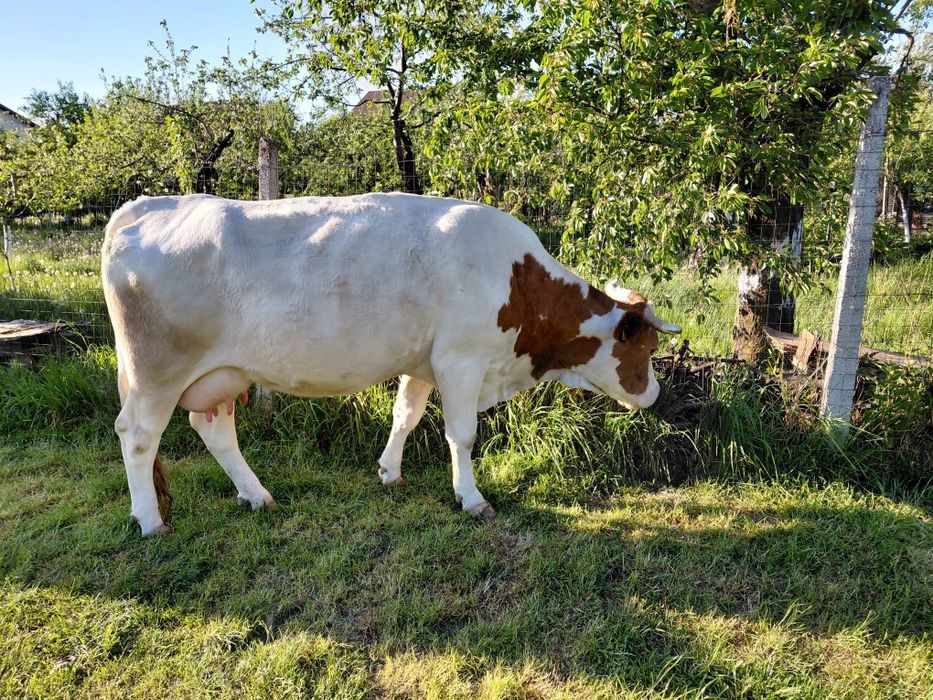 Vaca baltă românească