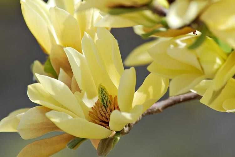 Magnolia galbena albastra susan superba ricki