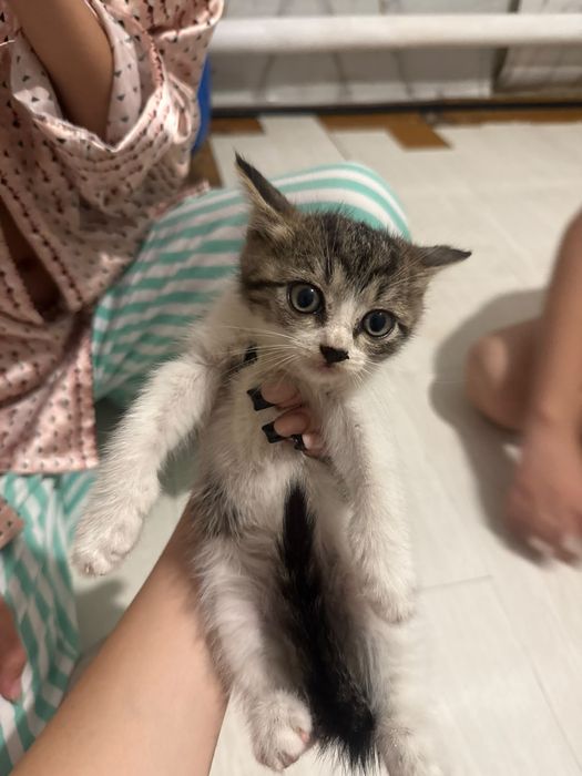 Котята бесплатно