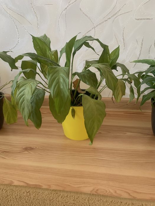 Продам цветы комнатный