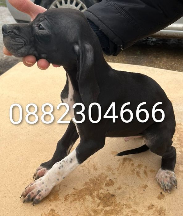 Английски пойнтер/ поинтер / пойнтерчета