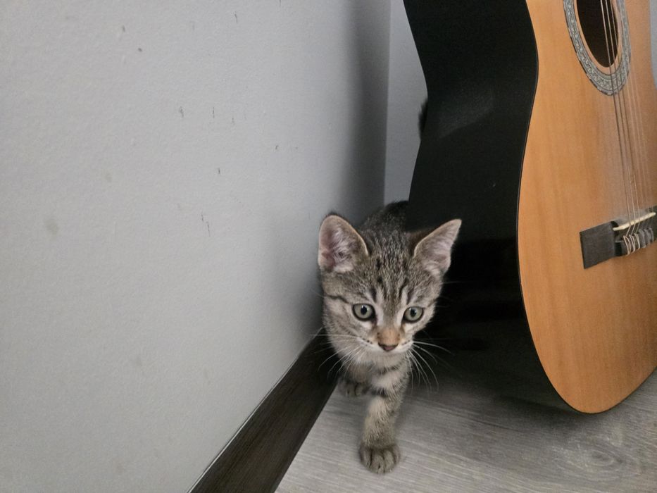 Котёнок, девочка. Возраст 2 месяца.