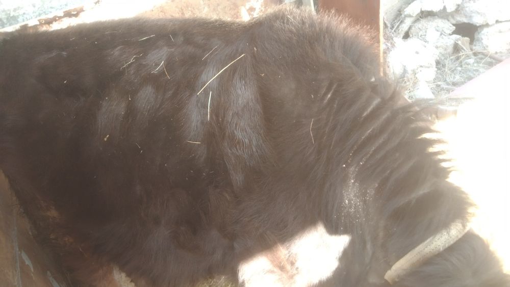 Бычок 11есяцев  бычок