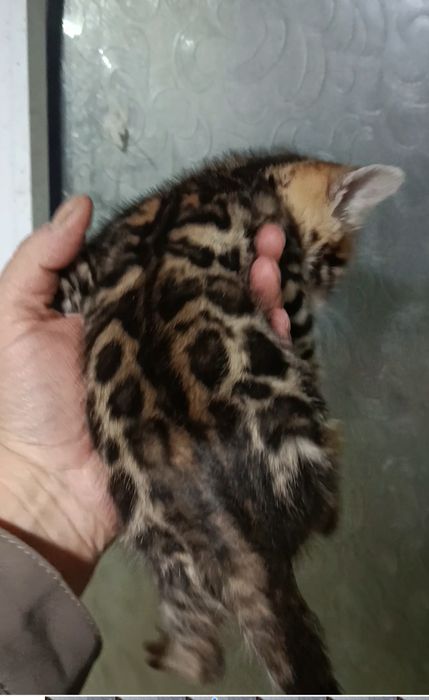 Срочна бингали продаётся