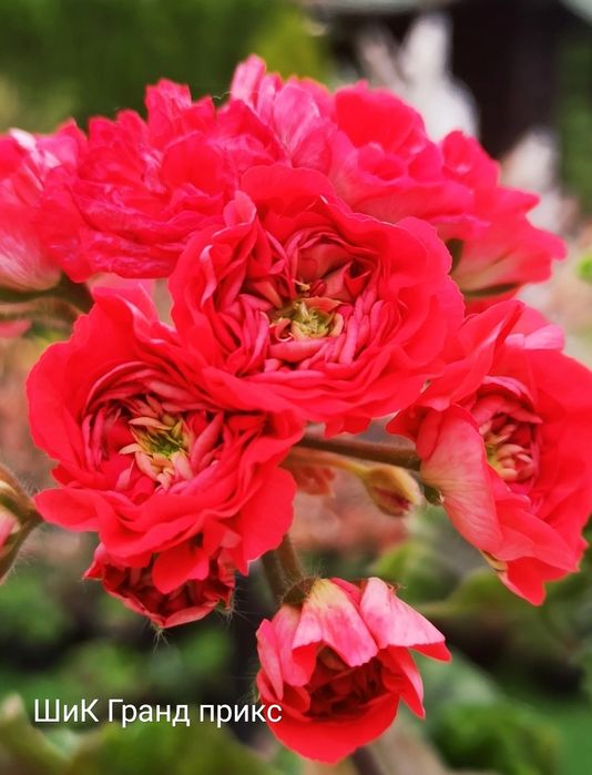 Пеларгонии укорененные черенки