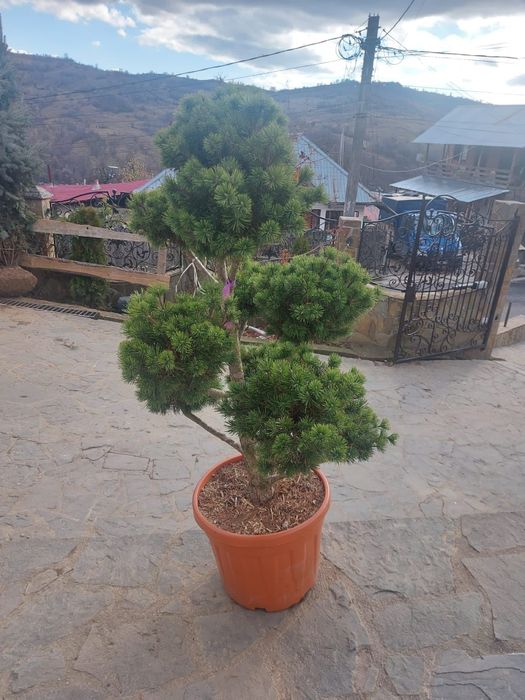 Plante ornamentale  amenajări  grădini palmier