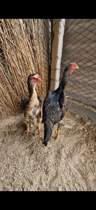 Шамо таза линиядан