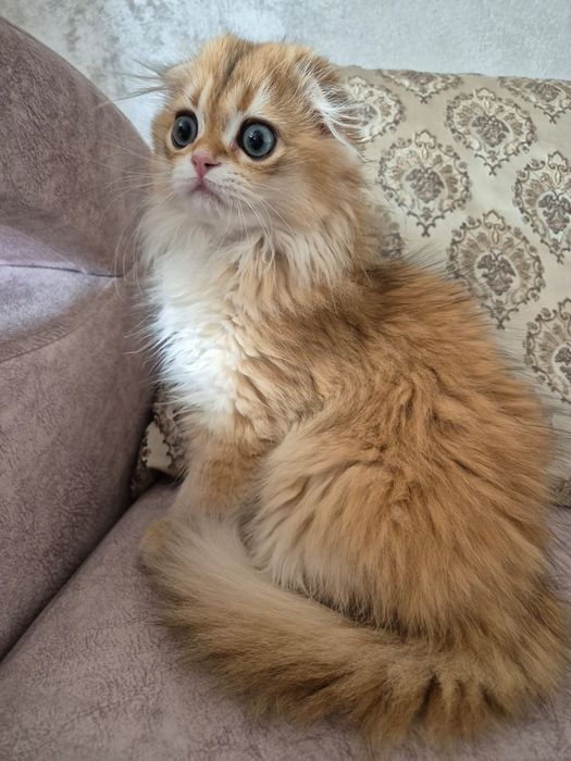 Шотландская золотая шиншилла