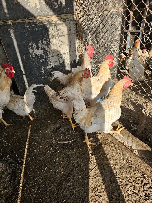 Петух на суп, молодняк