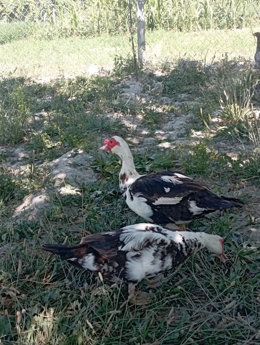 Urdak indeutka 1 ta erak 1 ayol 1 Xuroz sotiladi