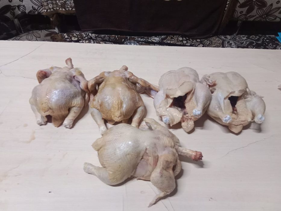 Курочки домашние бролеры