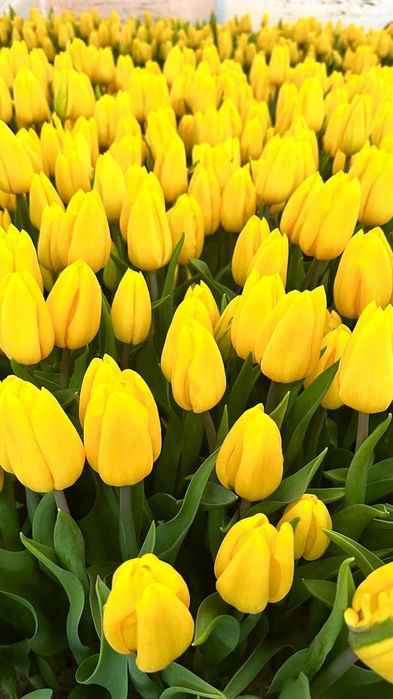 Тюльпаны голландские к празднику