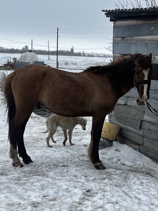 Айғыр сатылады 6 жасар