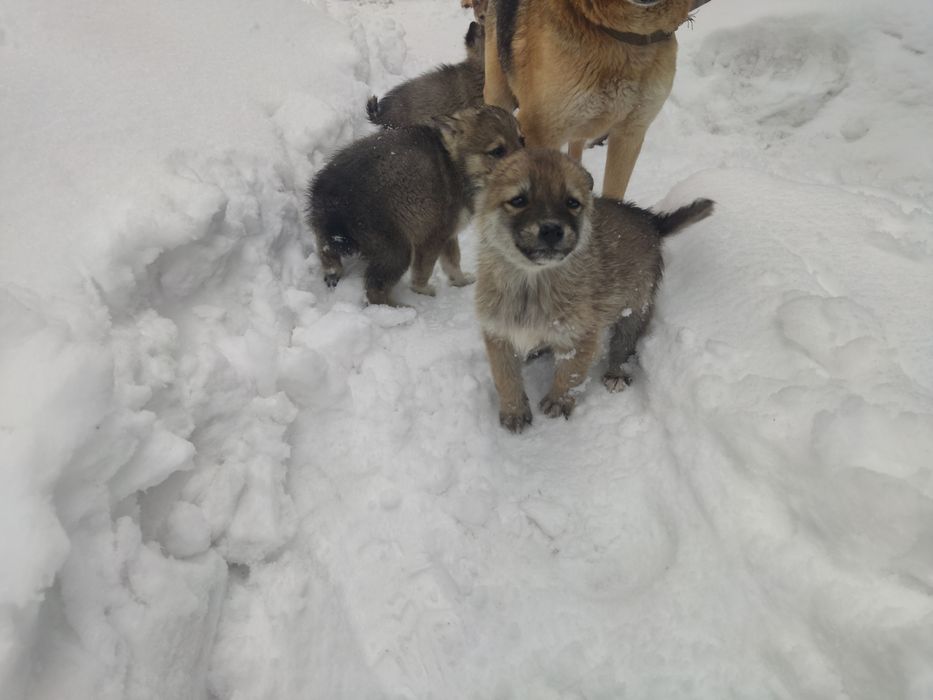 Отдам щенков в хорошие руки