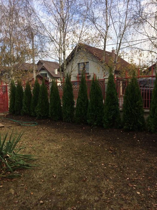 Tuia Smaragd Piramidos/Leylandi !Imagini cu lucrari personale!!!