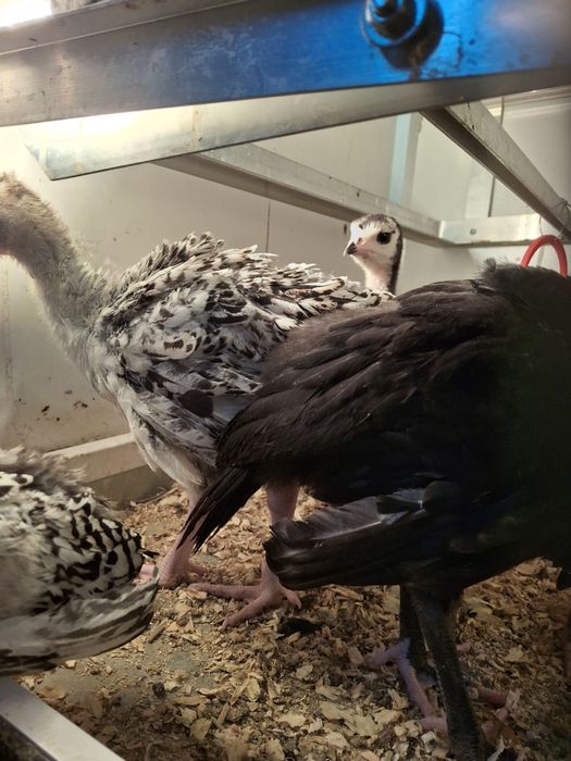 Индюшата  708 бронза 3800тг.