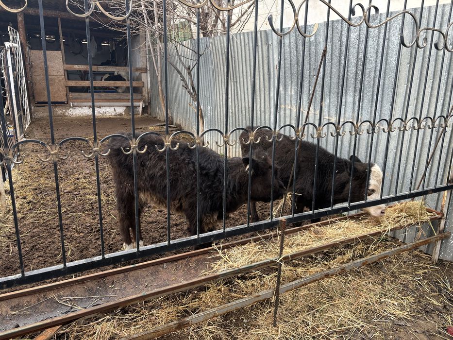 Бұзау, тана, корова