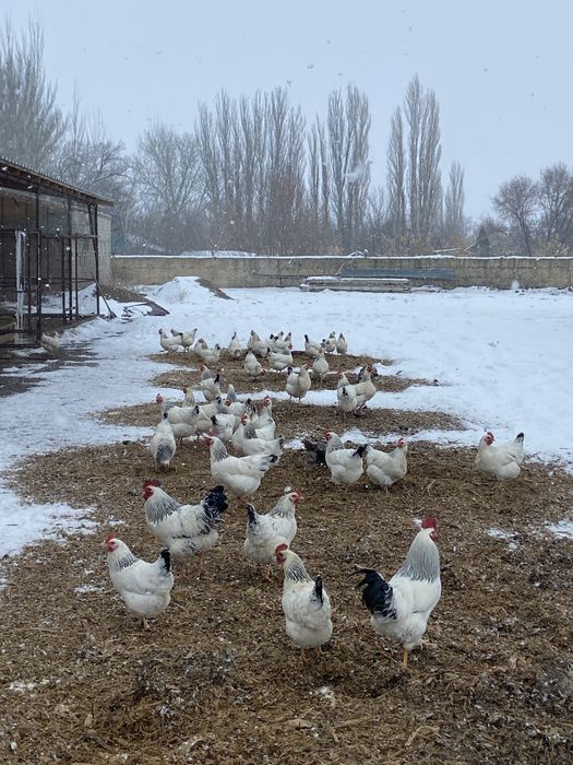 Адлер серебро балапан
