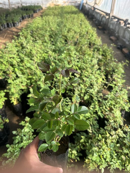 Саженцы Розы 9 видов