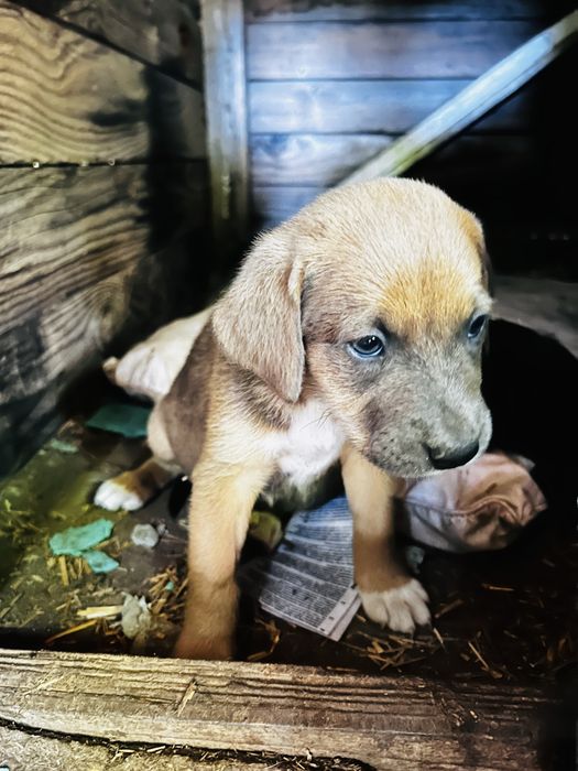 Catelusi pentru adoptie