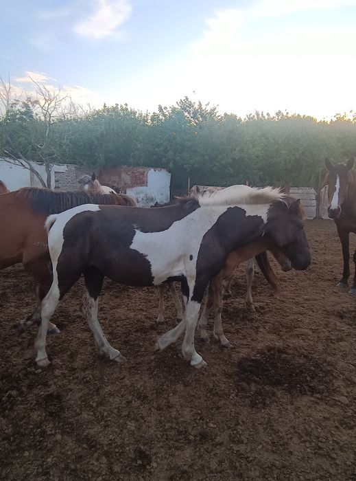 Кобылки полтарашки