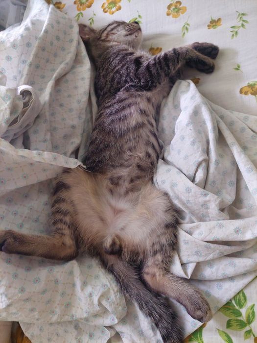 Котёнок в добрые руки