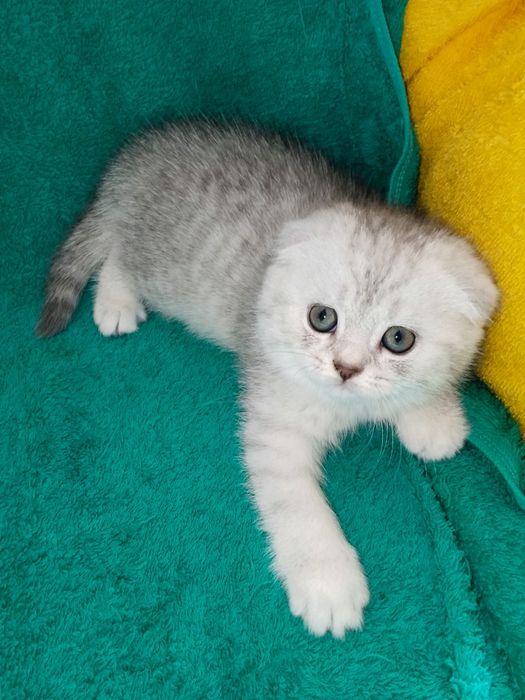 Котята шотланские