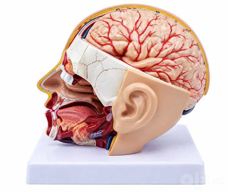 Inson boshi kesimi anatomik modeli - ko‘rgazmali o‘quv quroli