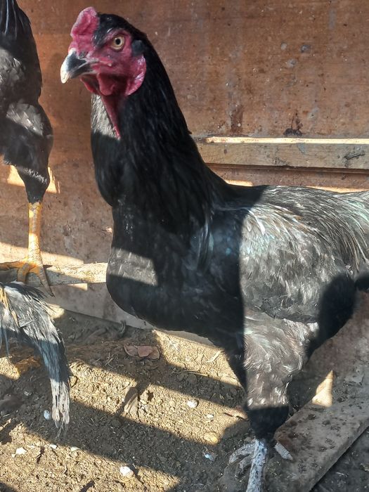 Куланги ёш соғлом