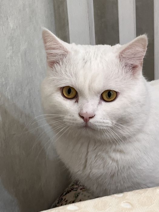 Отдам кота даром