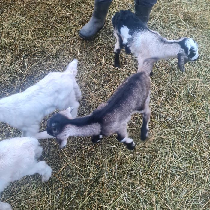 Capre .si iezi de vânzare