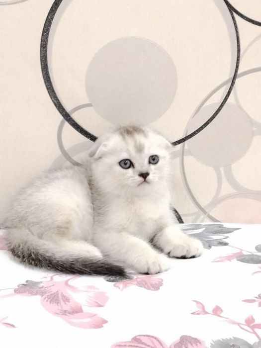 Шотланский Скоттиш фолд! Серебпо Шиншилла!