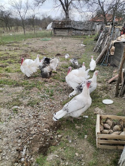 Oua de curca de casa pentru incubat