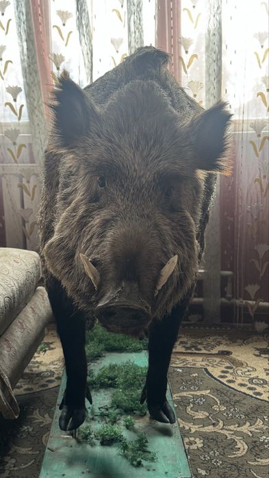 Декаративный кабан