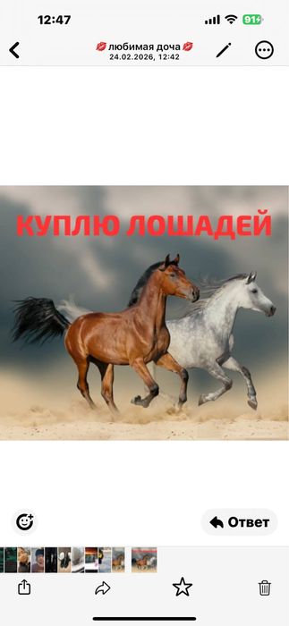 Лошади жерибята