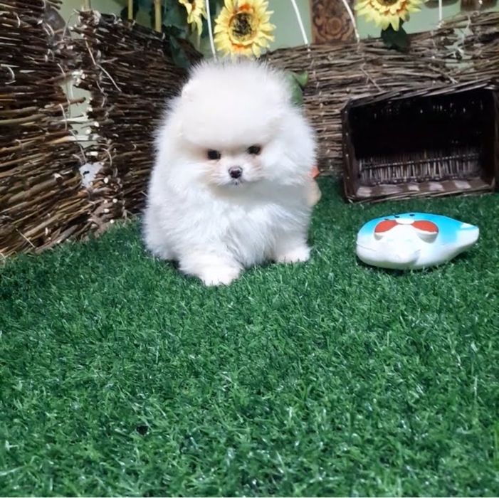 Красивые пушистики