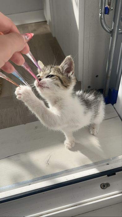 отдам котят в добрые руки
