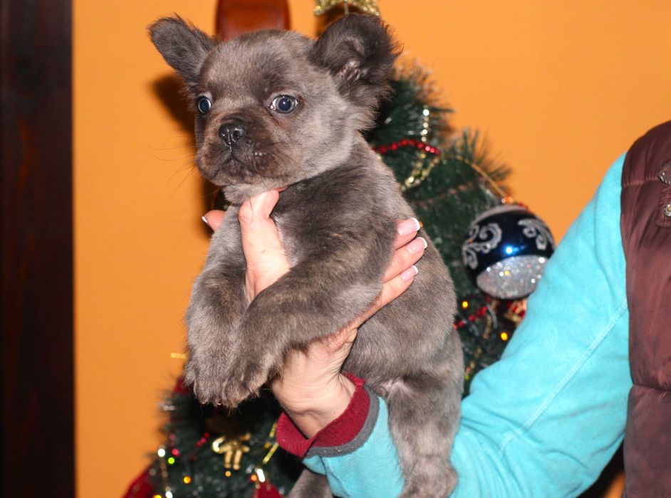 Френски булдог флъфи