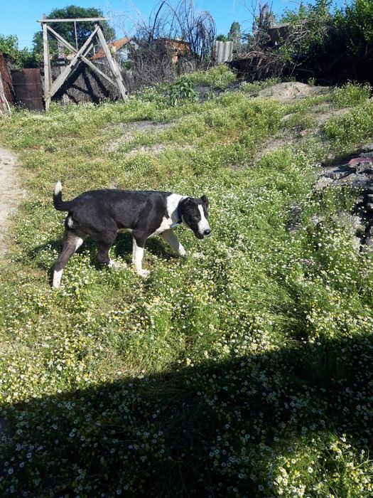 Продается собака