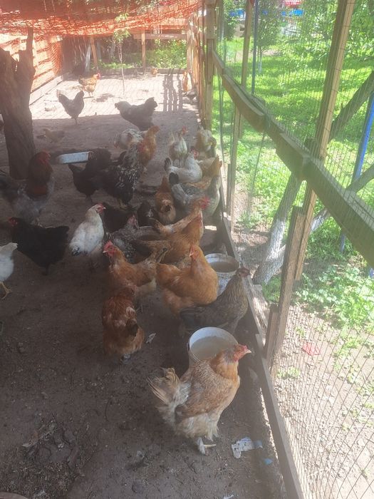 Продам курей и питуха